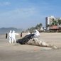 Durante o período migratório, jubartes enfrentam riscos como exaustão e colisões com redes de pesca, levando a encalhes - Foo: Reprodução / Instituto Biopésca