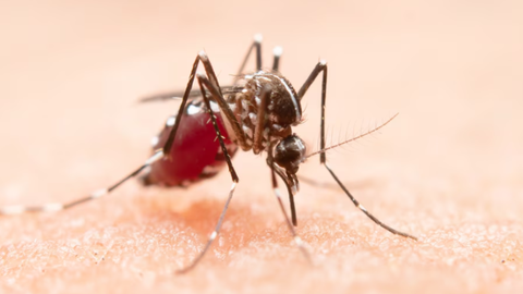 Baixada Santista registra 16ª morte por dengue. - Imagem: reprodução / Freepik