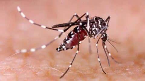 Baixada Santista confirma mais duas mortes por dengue; número já chega a nove em 2024 - Imagem: reprodução Twitter