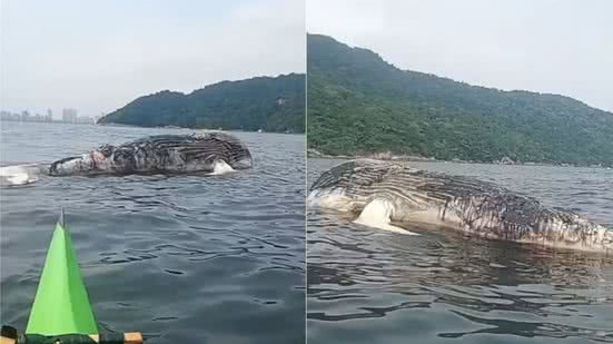 Baleia-jubarte é encontrada morta no litoral de SP - Imagem: Reprodução/ g1