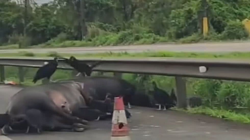 A Polícia Rodoviária foi acionada para a remoção dos corpos - Imagem: Reprodução/Instagram