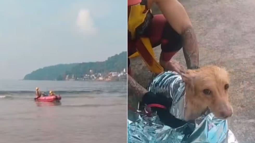 Cachorra é resgatada no meio do mar por guarda-vidas no litoral de SP - Imagem: Divulgação/ GBMar