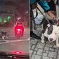 Vídeo mostra cachorro sendo conduzido preso à coleira ao lado de uma motocicleta no bairro do Embaré, em Santos. Caso foi investigado pela Polícia Civil após repercussão nas redes sociais. - Imagem: Redes sociais e Divulgação/Polícia Civil