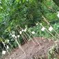 O Parque Jundu será um espaço de preservação ambiental e educação, com foco na vegetação de restinga e pesquisa científica na região - Foto: Divulgação/ Prefeitura de Santos
