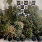 Decisão do STJ altera regime de cumprimento de pena, mas não reverte condenação por tráfico e cultivo de entorpecentes - Foto: Divulgação/ Polícia Civil