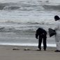 Golfinho encontrado em Mongaguá e pinguins-de-Magalhães em Praia Grande - Reprodução / Instagram @praiagrandemilgrau