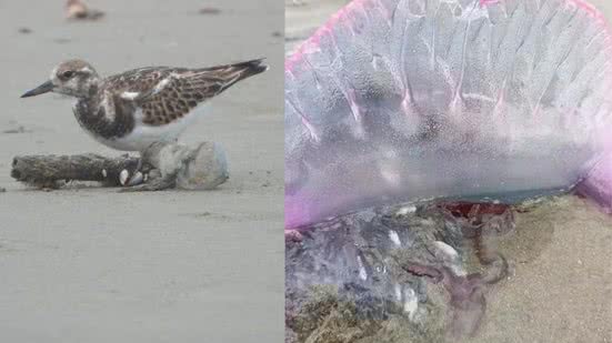 Caravelas-Portuguesas são registradas em Peruíbe durante observação de aves - Imagem: Reprodução/ g1