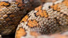 VÍDEO: cobra venenosa invade Fundação Casa em Guarujá; assista - Imagem: reprodução Freepik