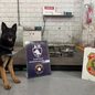 Cadela farejadora da Alfândega de Santos identificou 43 kg de cocaína escondidos na estrutura de um contêiner refrigerado com destino à Holanda - Imagem: Divulgação/Receita Federal