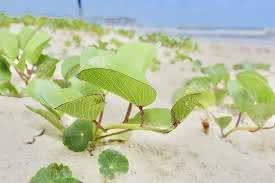 Vegetação rara na areia da praia de Santos - Imagem: Reprodução /G1