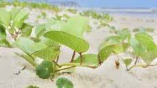 Vegetação rara na areia da praia de Santos - Imagem: Reprodução /G1