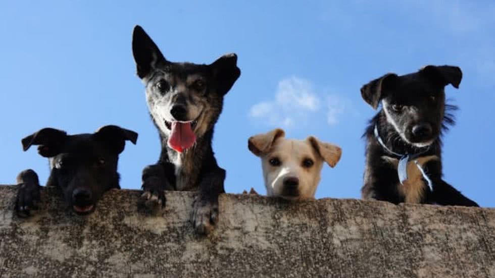 Feira para adoção de animais acontece hoje (29); saiba como participar - Imagem: reprodução Pexels