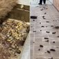 Cães resgatados em Itanhaém apresentavam sinais de desnutrição e viviam em ambiente com condições insalubres - Imagem: Polícia Civil / Prefeitura de Itanhaém