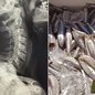 Influenciadora de 38 anos procurou atendimento em Santos após uma espinha de manjuba ficar presa na garganta durante uma refeição - Imagem: g1 Santos e divulgação/PM Ambiental