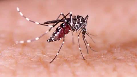 Mosquito Aedes Aegypti. - Imagem: Divulgação / Ministério da Saúde
