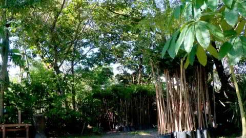 Itanhaém faz doação de mudas para preservação ambiental e arborização - Imagem: reprodução Prefeitura de Itanhaém