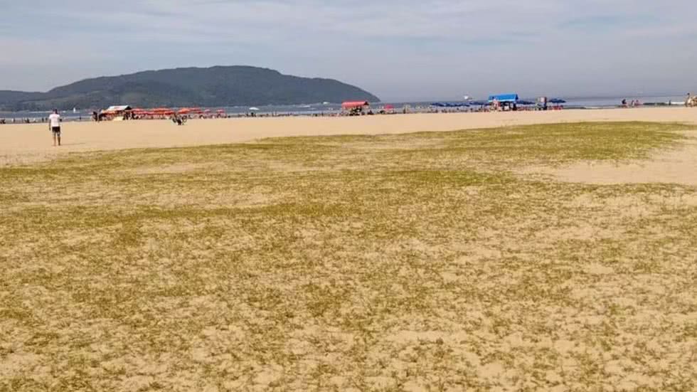 Prefeitura e pesquisadores se unem para preservar e ampliar vegetação na praia - Imagem: Reprodução/ G1