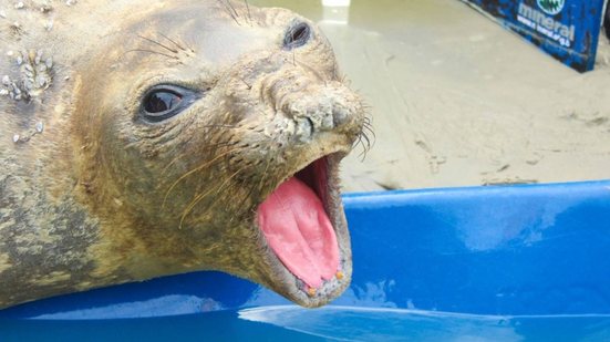 Animal apresentava sinais de exaustão e alterações nos exames sanguíneos - Imagem: Instituto Gremar/Divulgação