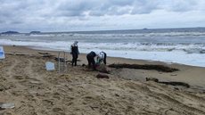 Leão-marinho-do-sul (Otaria flavescens) que encalhou morto na praia de Salinas - Imagem: Reprodução/Univille