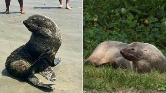 Animal passará por uma série de exames médicos para avaliar a saúde - Imagem: Redes Sociais e Alexsander Ferraz/A Tribuna Jornal