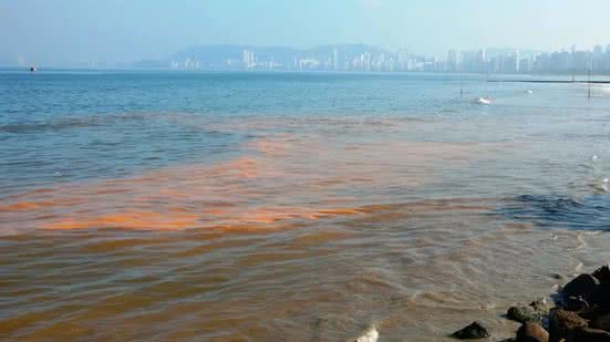 Maré Vermelha pode chegar no Litoral de SP - Imagem: Reprodução/ G1