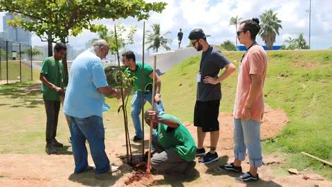 As árvores vieram de compensação ambiental - Imagem: Prefeitura de Santos