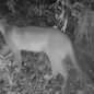 Onça-parda é registrada em área de mata na região continental de Santos e reforça importância da preservação ambiental. - Imagem: Reprodução / @guardiao.da.natureza