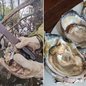 Pesquisadores e comunidades tradicionais participam de ações para retirar ostras invasoras dos manguezais de Cananéia e reduzir os impactos sobre as espécies nativas - Imagem: Divulgação/Unesp e Rinaldo Rori/TV Tribuna