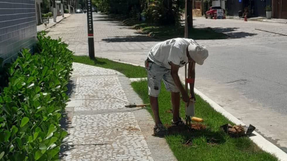 Moradores de Guarujá podem cultivar mudas de árvores seguindo a Lei de Arborização - Imagem: Reprodução/PMG