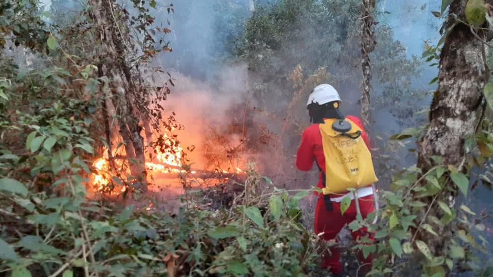 Estação das flores começa com alerta para incêndio em São Paulo - Imagem: Reprodução/ Agência SP