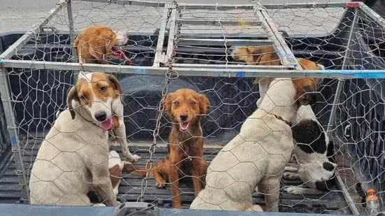 Condenados por maus-tratos podem ser impedidos de adotar animais em Santos, Litoral de São Paulo - Imagem: Reprodução/ PC