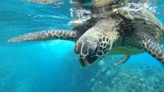 Tartarugas são encontradas mortas em praias de Santos e São Vicente - Imagem: reprodução Freepik