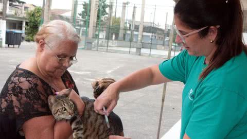 Santos protege mais de 80 gatos no primeiro dia de campanha de vacinação - Imagem: reprodução Prefeitura de Santos